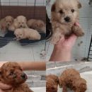 �Լ�̩������һ�ѣ��к�ɫ��������ɫ �а�ɫ ���˴�����ĸ��300 ����250��Ҫ��ϵ����15836330138΢��ͬ��