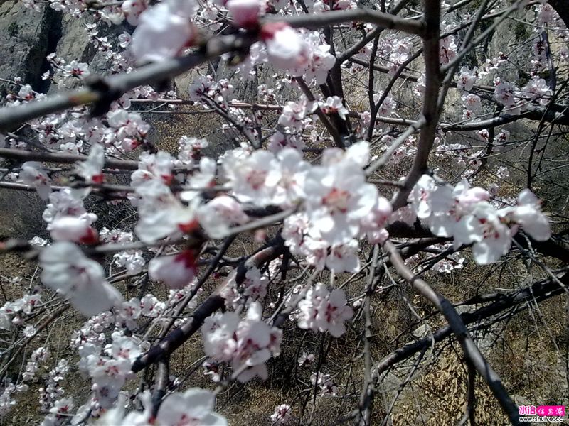 20110403785.jpg