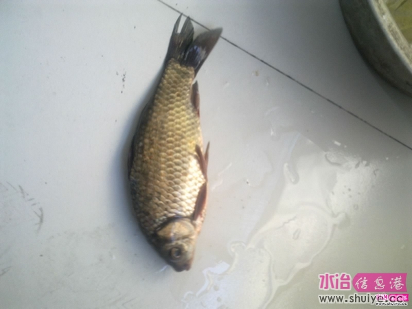 Ƭ 027.jpg
