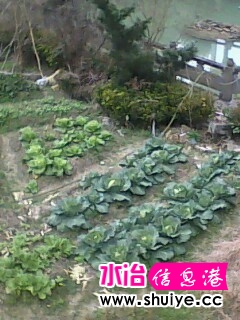 IMG0373A.JPG