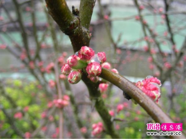 ÷������