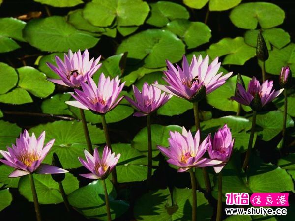 Water lilies.jpg