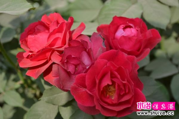 DSC_0626.jpg