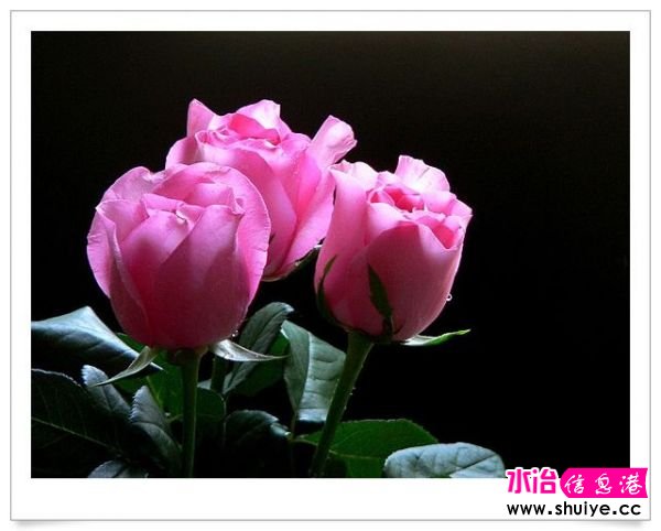 QQ0RNVCAIEWOW4CA8NPHUYCAQ3WTPECAP49RTICAC9IM4DCAS6WGOOCAI4FKCWCAB5OII0CAQOTUC7CA.jpg