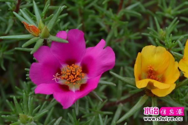 DSC_1090.jpg