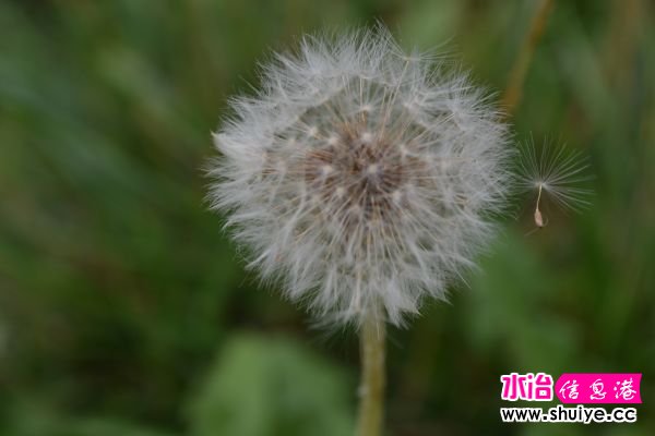 DSC_1018.jpg