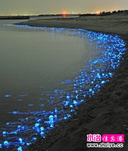 �ձ���ɽ���ߵ�ӫ������(Watasenia scintillans)����������ͨ��7���׳������ⲿλλ�ڴ���ĩ��