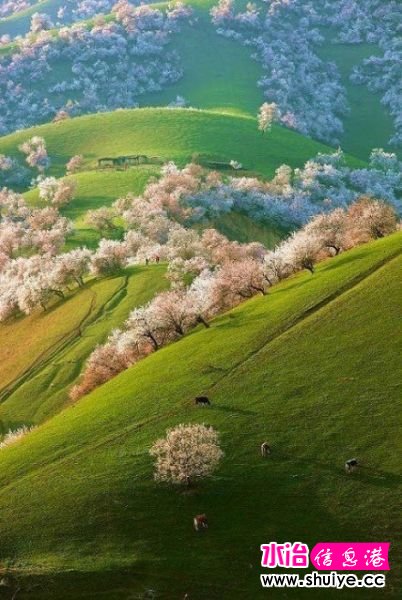 �����硿��̺һ���Ĳ�ԭ������Ϊ�½�ֻ�����Ѽ��Ӻ�ɳĮ������Ӧ��ȥһ�ˡ�