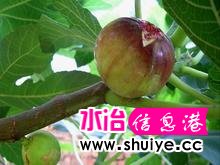 u=3245653017,1840968138&fm=52&gp=0.jpg