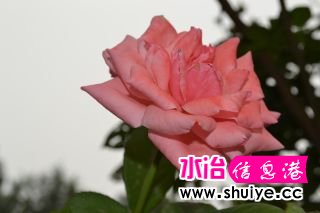 DSC_1357_01.JPG