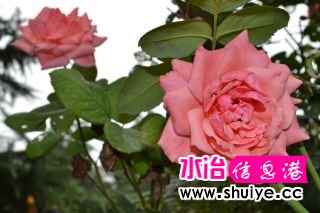 DSC_1358_01.JPG