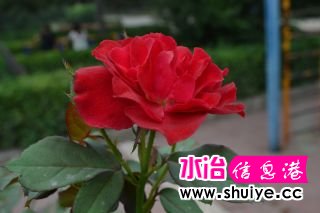 DSC_1362_01.JPG