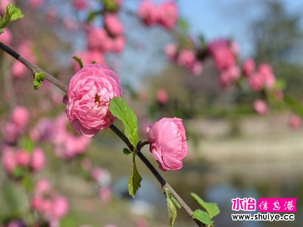 DSC_0013 (13)_����.jpg