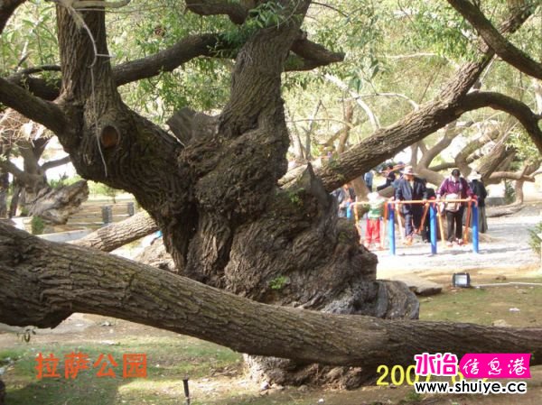 mxcp1829305873643348374.jpg