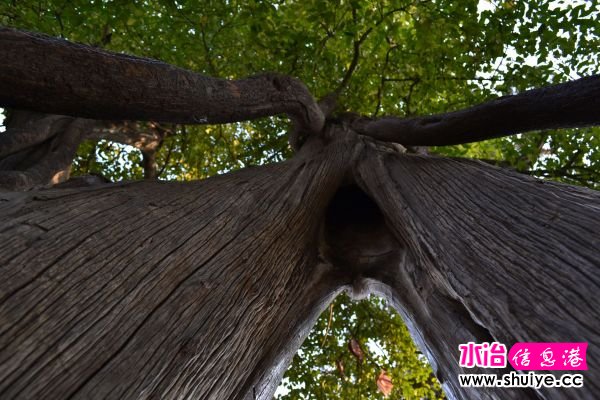 DSC_0387.JPG