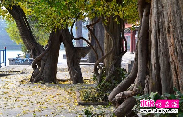 DSC_0275.JPG