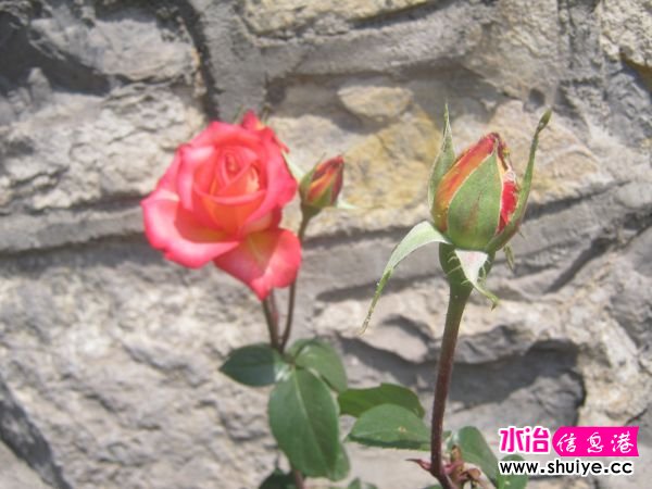 IMG_4762.JPG