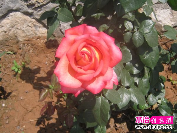 IMG_4764.JPG