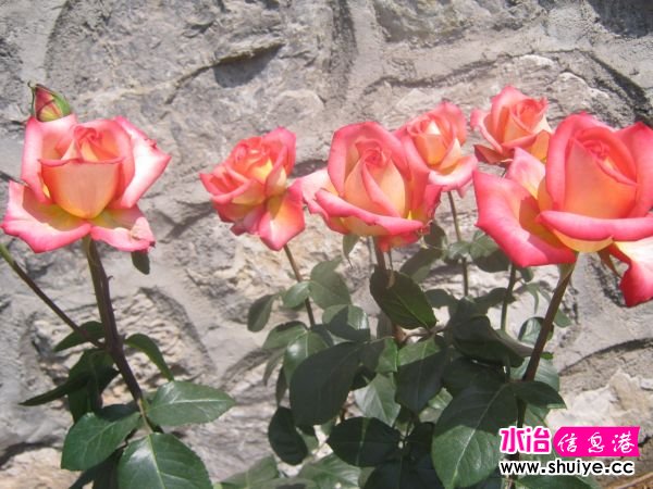 IMG_4765.JPG