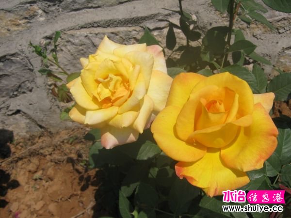 IMG_4768.JPG
