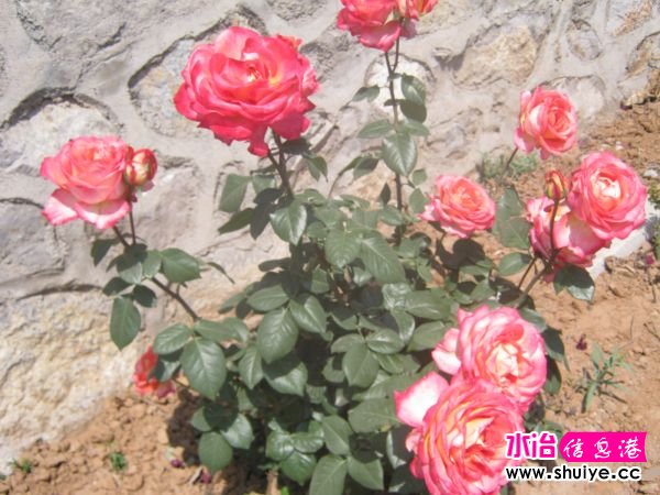 IMG_4770.JPG