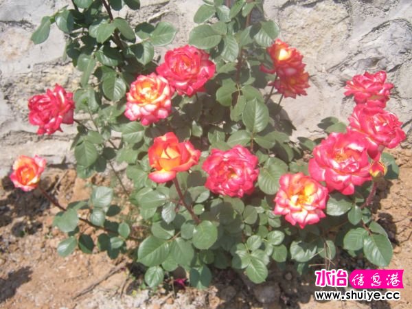 IMG_4771.JPG