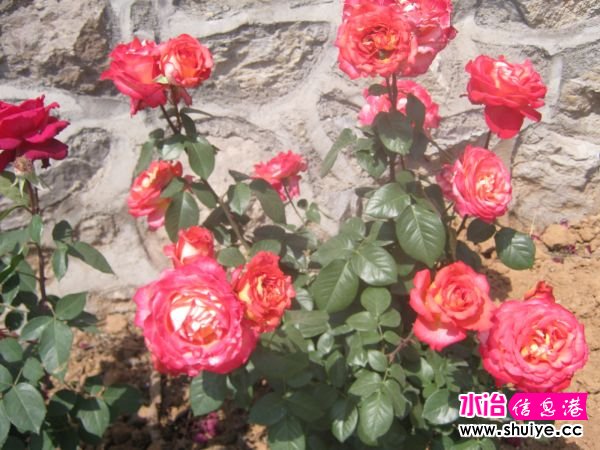 IMG_4773.JPG