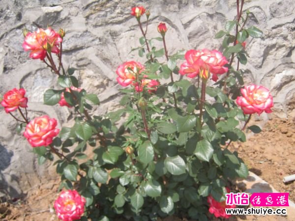 IMG_4774.JPG
