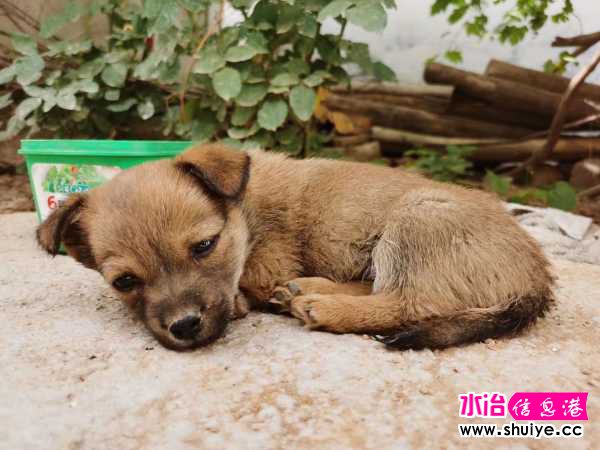 wechat_upload15928273605ef09de05be5b