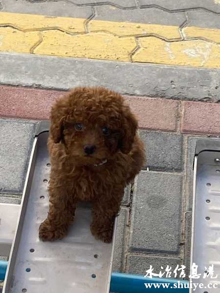 wechat_upload168851384364a4ad337c8b1