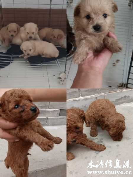 wechat_upload172550950566d92f81884e2